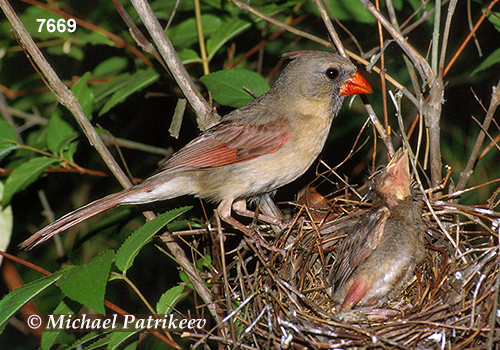 Northern Cardinal (Cardinalis cardinalis)